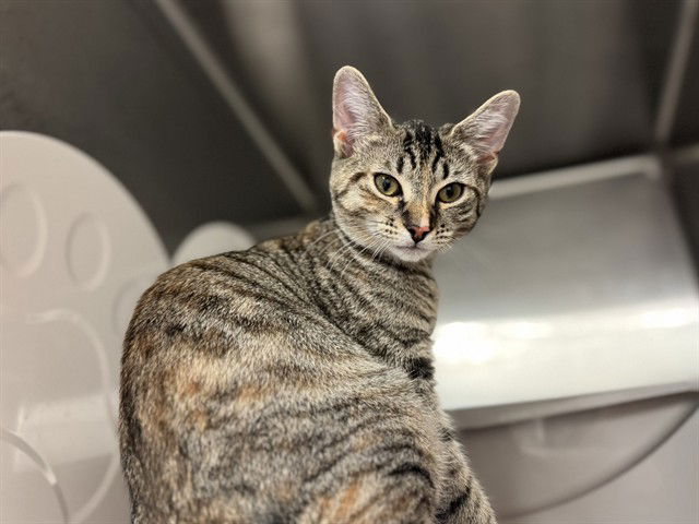 adoptable Cat in McCullers, NC named SHANIA