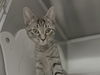 adoptable Cat in mccullers, NC named MILAN