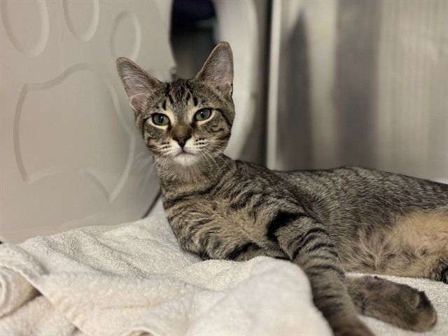 adoptable Cat in McCullers, NC named FLORENCE