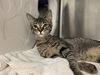 adoptable Cat in mccullers, NC named FLORENCE