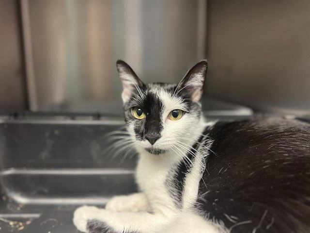 adoptable Cat in McCullers, NC named PAOLA