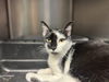 adoptable Cat in mccullers, NC named PAOLA