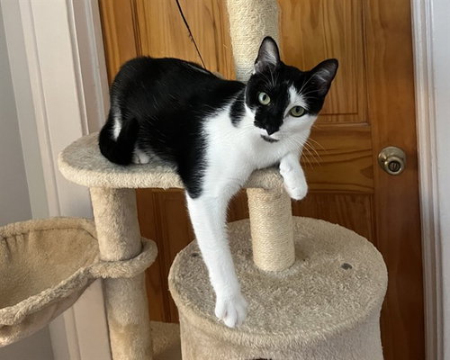 PAOLA - Domestic Short Hair available for adoption