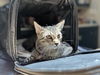 adoptable Cat in mccullers, NC named EDUARDO