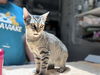 adoptable Cat in mccullers, NC named LUCIANO