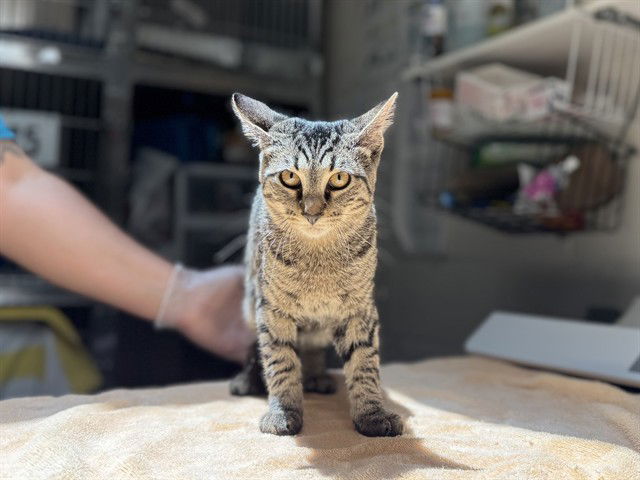 adoptable Cat in McCullers, NC named BENICIO