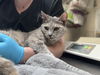 adoptable Cat in mccullers, NC named MELODY