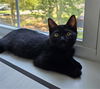 adoptable Cat in mccullers, NC named LORCAN