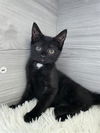 adoptable Cat in mccullers, NC named MANON