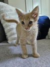 adoptable Cat in mccullers, NC named FENRYS