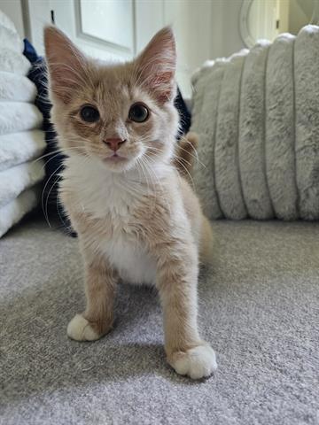 adoptable Cat in McCullers, NC named GAVRIEL