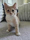 adoptable Cat in mccullers, NC named GAVRIEL