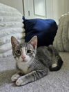 adoptable Cat in mccullers, NC named DORIAN