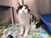 adoptable Cat in mccullers, NC named PAWBERRY
