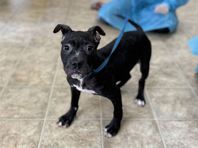 adoptable Dog in McCullers, NC named PEONY