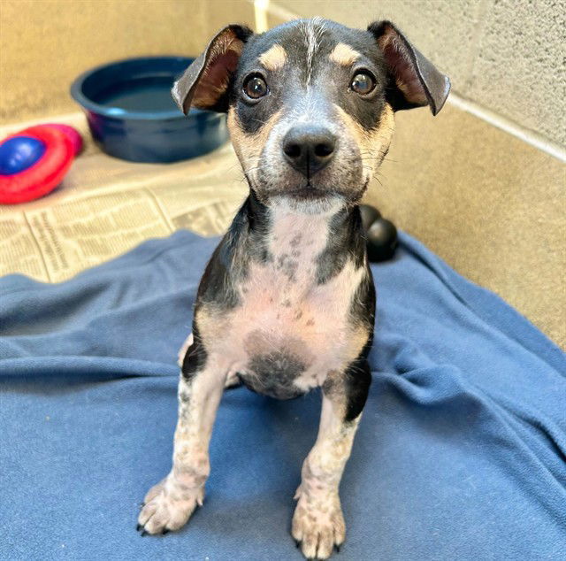 adoptable Dog in McCullers, NC named PIP