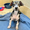 adoptable Dog in  named PIP