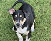 adoptable Dog in  named PIP