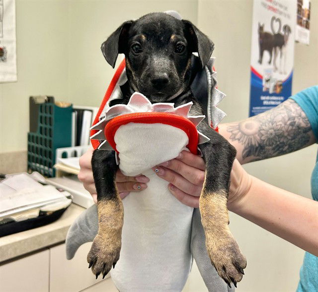 adoptable Dog in McCullers, NC named SQUEAK