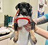 adoptable Dog in  named SQUEAK