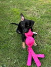 adoptable Dog in  named SQUEAK