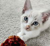 adoptable Cat in mccullers, NC named SPLISH