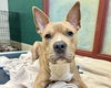 adoptable Dog in  named BENZ