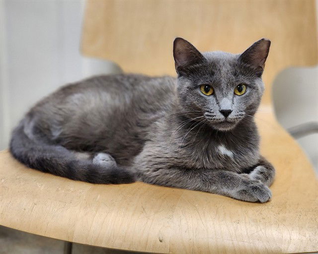 adoptable Cat in McCullers, NC named KORINNE