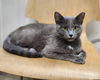 adoptable Cat in mccullers, NC named KORINNE
