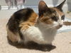 adoptable Cat in mccullers, NC named MARMALADE