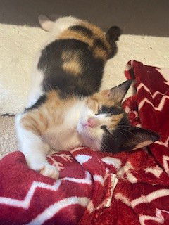 adoptable Cat in McCullers, NC named RASPBERRY