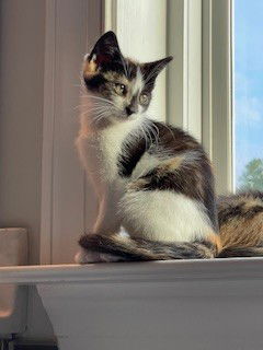 adoptable Cat in McCullers, NC named GUAVA