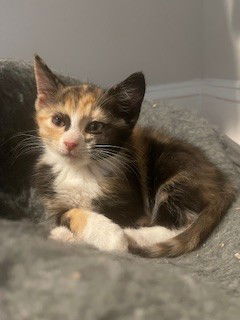 adoptable Cat in McCullers, NC named PEACH
