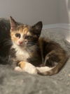 adoptable Cat in mccullers, NC named PEACH