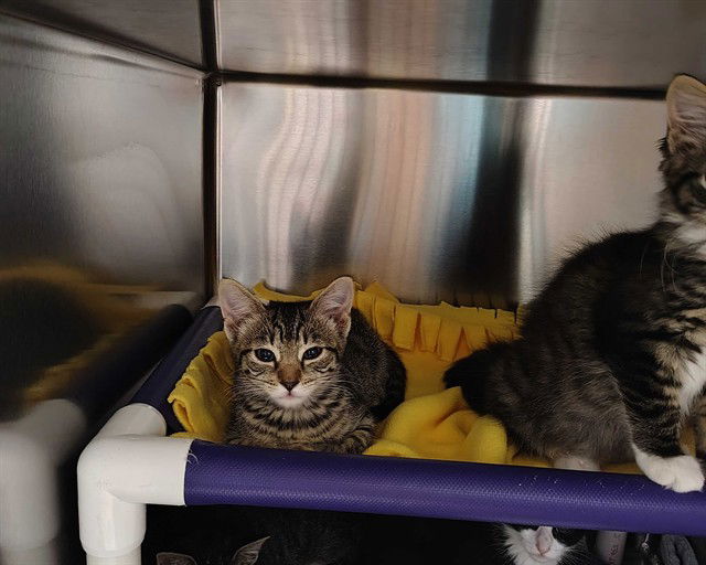 adoptable Cat in McCullers, NC named MANDRILL