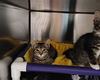 adoptable Cat in mccullers, NC named MANDRILL