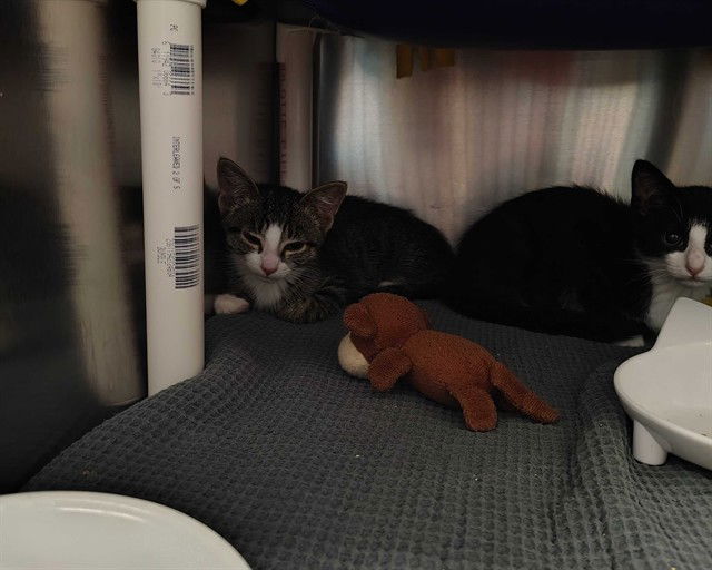 adoptable Cat in McCullers, NC named CAPUCHIN