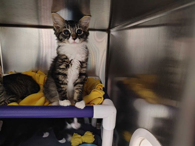 adoptable Cat in McCullers, NC named GIBBON