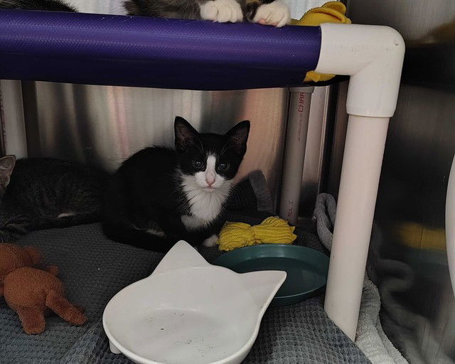 adoptable Cat in McCullers, NC named COLOBUS