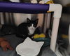 adoptable Cat in mccullers, NC named COLOBUS