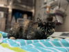 adoptable Cat in  named TESS