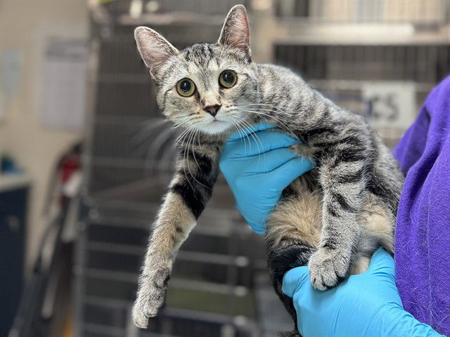adoptable Cat in McCullers, NC named ANNA