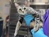 adoptable Cat in  named ANNA