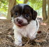 adoptable Dog in mccullers, NC named DELTA