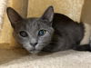 adoptable Cat in mccullers, NC named LARK