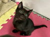 adoptable Cat in mccullers, NC named KESTREL