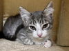 adoptable Cat in mccullers, NC named MERLIN