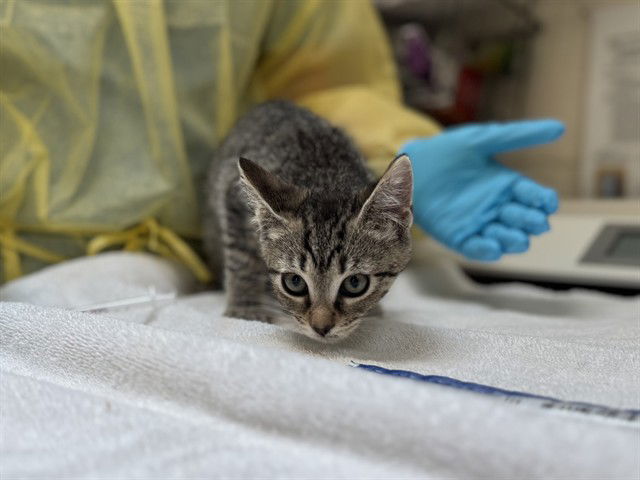 adoptable Cat in McCullers, NC named HOPSCOTCH