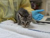 adoptable Cat in mccullers, NC named HOPSCOTCH