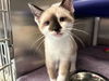 adoptable Cat in mccullers, NC named CROOK